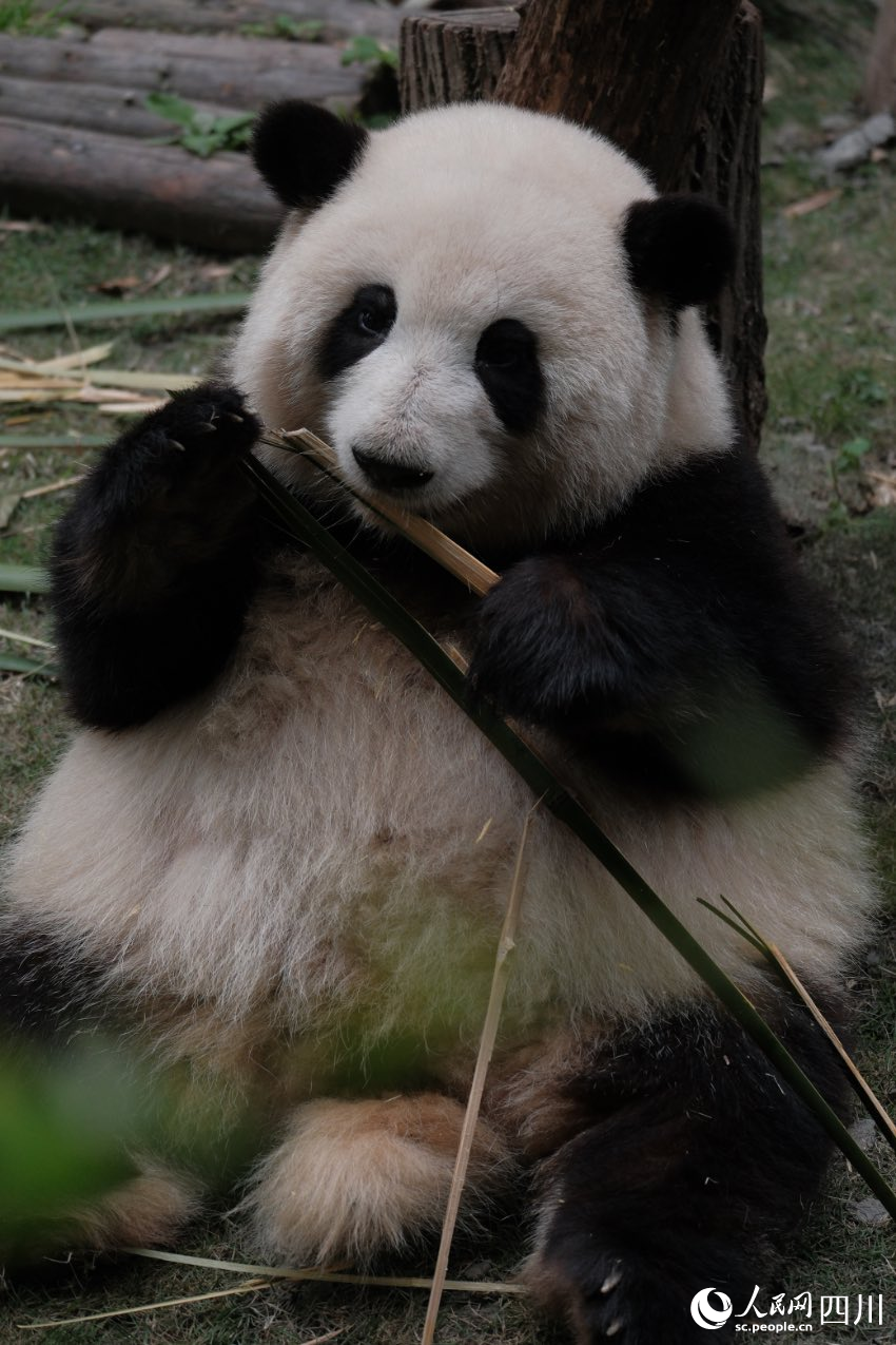 成都惊现树上长熊猫！奇幻自然景象背后的故事