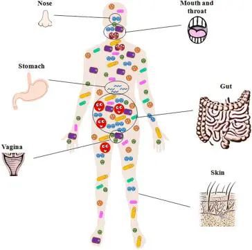 人体最大免疫器官竟是它——揭秘人体免疫系统的奥秘