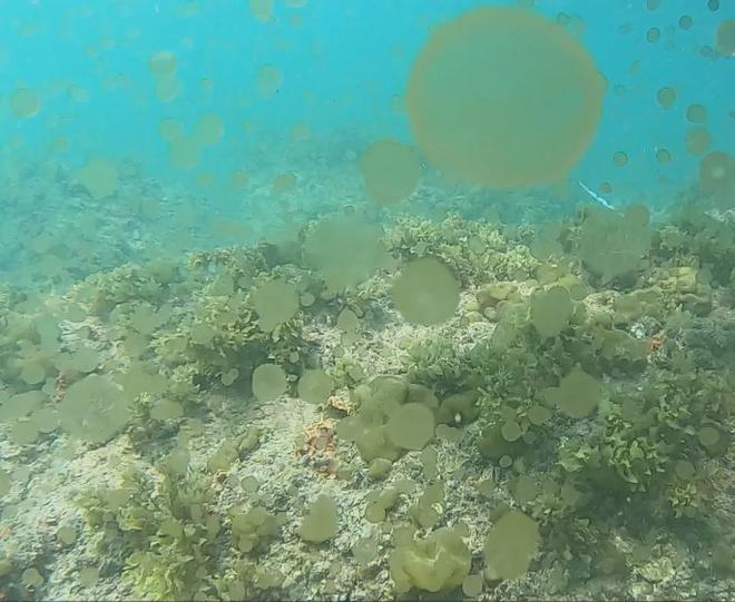 多地海边出现爆爆珠，一场炫酷的视觉盛宴