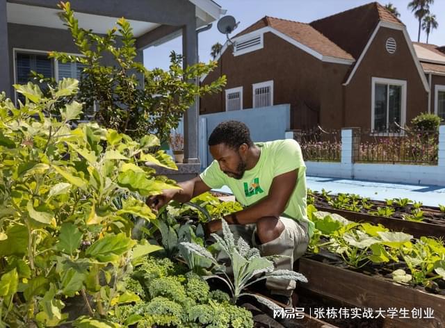 美国网友掀起屋前屋后种菜热潮