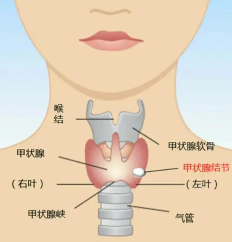 甲状腺好的人都有这几个习惯